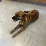 Picture of dog found at Gargas