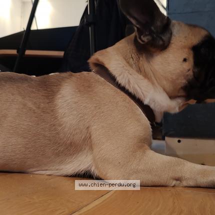 Photo 1/1 Found dog Found in Colomars