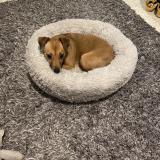 Picture of dog lost at Roquebrune Cap Martin