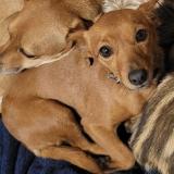 Picture of dog lost at Carpentras