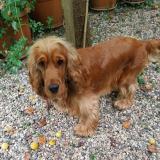 Picture of dog lost at Bonnieres Sur Seine