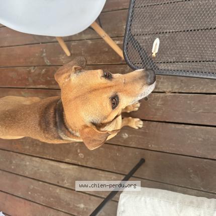 Photo 1/1 Found dog Found in Etang sale