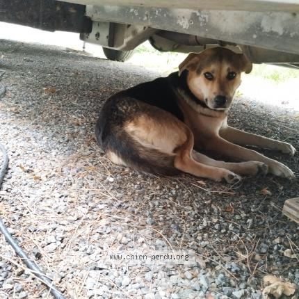 Photo 1/1 Reunited dog Found in Montauban