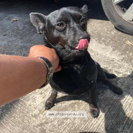 Photo 1/1 Found dog Found in Le guillaume st paul