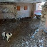 Picture of dog lost at Lovagny