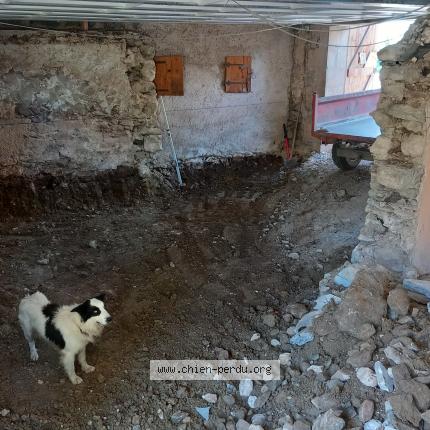 Photo 1/1 RAMBO Chien lost in Lovagny