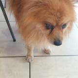 Picture of dog found at Morsang Sur Orge