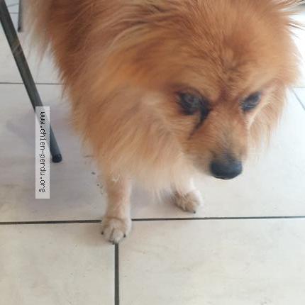 Photo 1/1 Found dog Found in Morsang sur orge