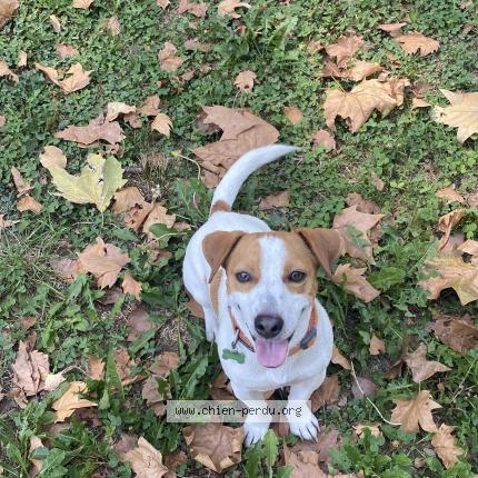 Photo 1/1 Claude Chien lost in Fully