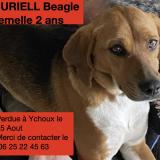 Picture of dog lost at Ychoux