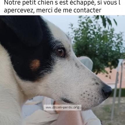 Photo 1/1 Tintin Chien lost in Pont saint martin