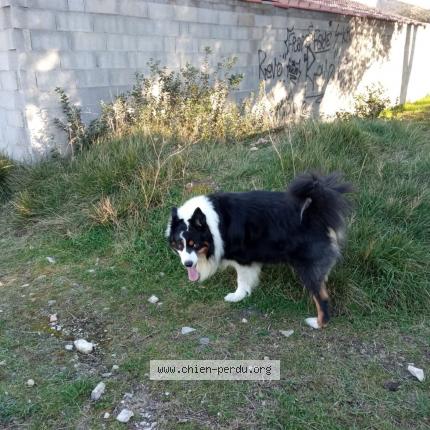 Photo 1/1 Sparco Chien lost in Crezenoux