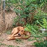 Picture of dog found at Annonay