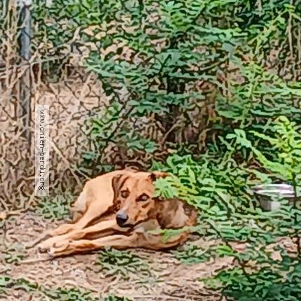 Photo 1/1 Found dog Found in Annonay