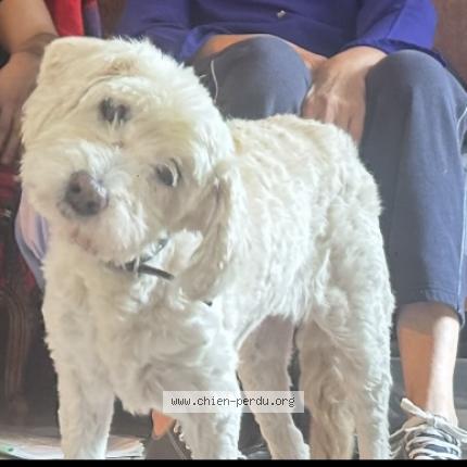 Foto van vermiste hond in Jette
