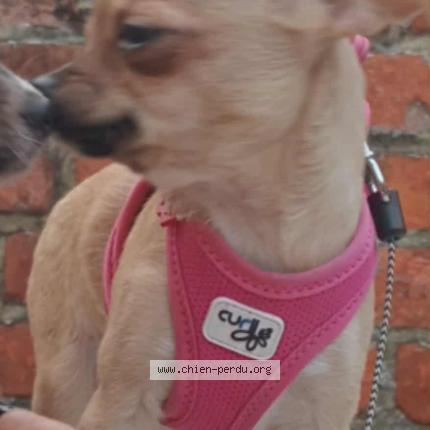 Photo 1/1 Aya Chien lost in Boussu