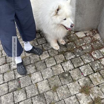Photo 1/1 Found dog Found in St Germain La Prade