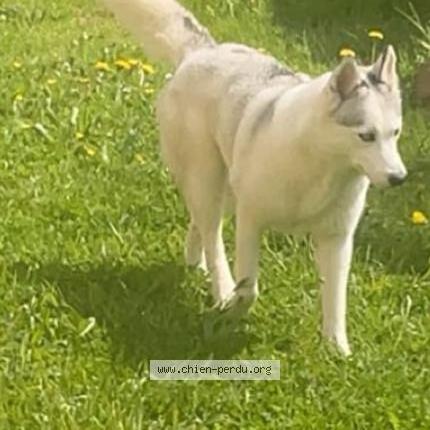 Photo 1/2 Layka Chien lost in Greez sur roc