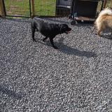 Picture of dog found at Saint Martin Lestra