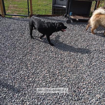 Photo 1/1 Found dog Found in Saint martin lestra