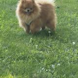 Picture of dog lost at Nice