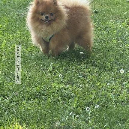 Photo 1/2 Vix Dog lost in Nice