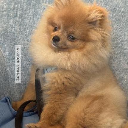 Photo 2/2 Vix Dog lost in Nice