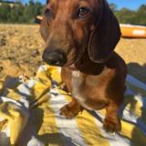 Picture of dog lost at Saint Paul