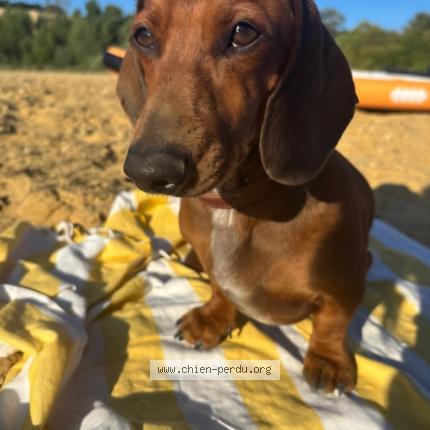 Photo 1/1 Uber Chien lost in Saint paul