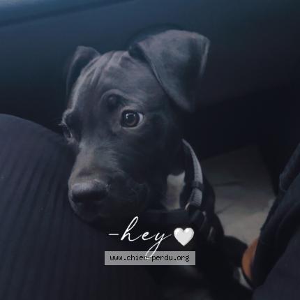 Photo 1/1 Rio Chien lost in Compiegne