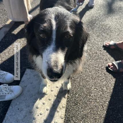 Photo 1/1 Found dog Found in Offemont