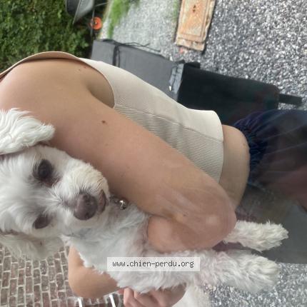 Foto 1/1 Hond teruggevonden Gevonden in Kraainem