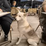 Picture of dog found at St Egreve