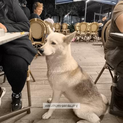 Photo 1/1 Found dog Found in St egreve