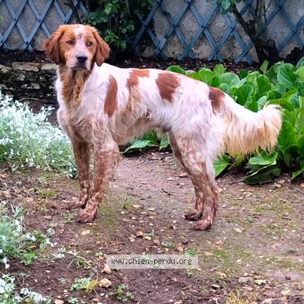 Photo 1/1 Bubu Chien lost in Champniers