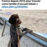 Picture of dog lost at St Lye La Foret