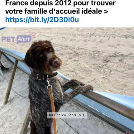 Photo 1/1 Unter Chien lost in St lye la foret