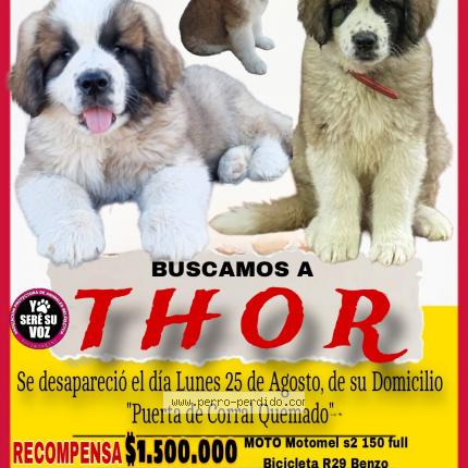 Photo 1/1 THOR Chien lost in Puerta de corral quemado