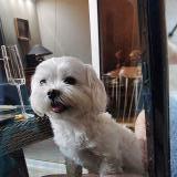 Picture of dog lost at Menton