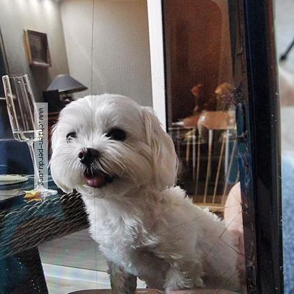 Photo 1/1 BENNY Chien lost in Menton