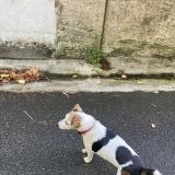 Picture of dog found at Nantes