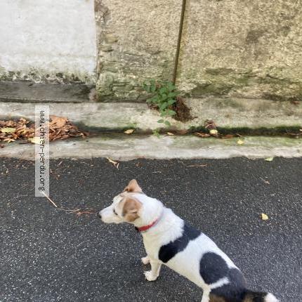 Photo 1/1 Found dog Found in Nantes