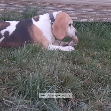 Photo 1/1 Max Chien lost in Autheuil