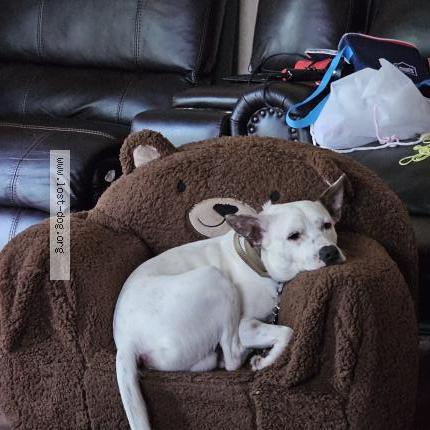 Picture of dog lost at Owings Mills