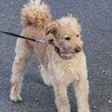 Picture of dog lost at Ardon