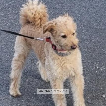 Photo 1/1 Boris Dog lost in Ardon