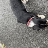 Picture of dog found at Urrugne