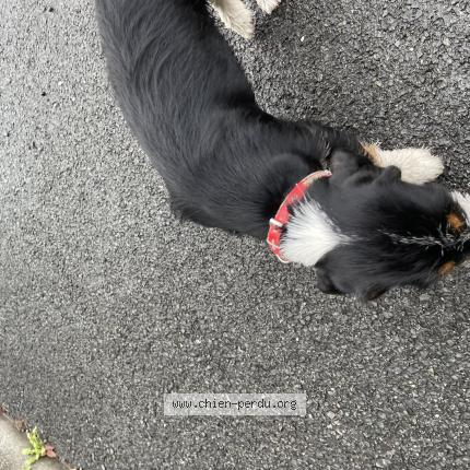 Photo 1/1 Found dog Found in Urrugne