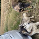 Picture of dog found at Cheneche