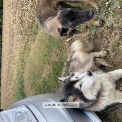 Photo 1/1 Found dog Found in Cheneche